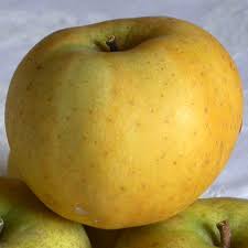Pomme jaune Chantecler ou Lafayette 1 kg Bio 