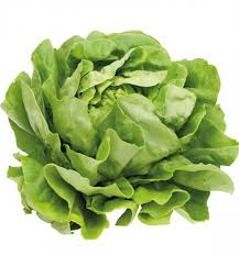 Salade Laitue/Romaine pièce Bio