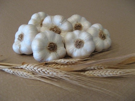 Ail - Marty - 1kg