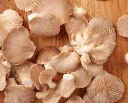 Champignon pleurotte 1 kg Bio