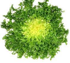 Salade Frisée Pièce Bio