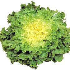 Salade Scarole Pièce Bio