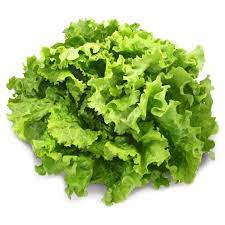 Salade ttes variétés - Jardins du Girou - PIECE Bio
