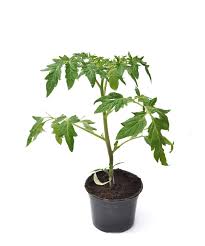 Plant de légume fruit ou fleur - Potager des R - Bio