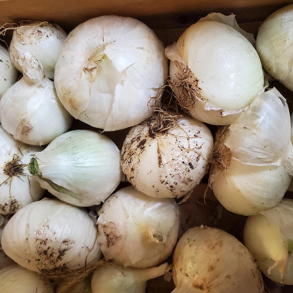 Oignons - Essor maraîcher - 1 kg Bio