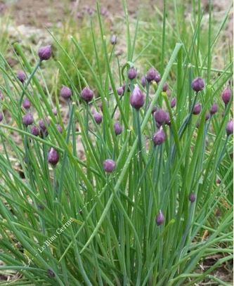 Semences de ciboulette 0,5 g Bio
