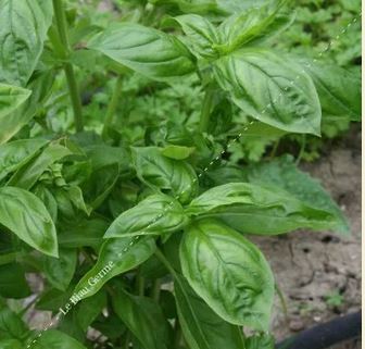 Semences de basilic grand vert 0,5 g Bio