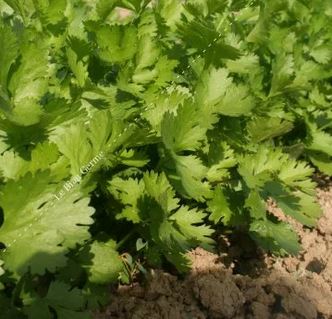 Semences de coriandre 4 g Bio