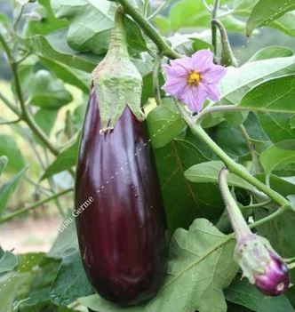 Semences d'aubergine de Toulouse 0,2 g Bio