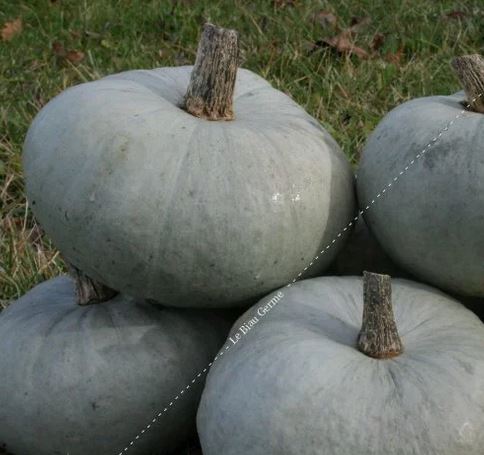 Semences de potiron bleu de Hongrie 12-15 grn Bio