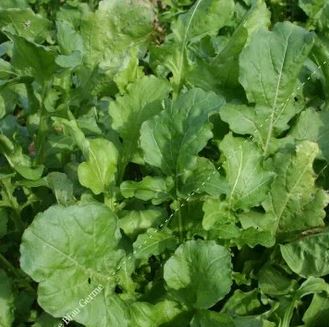 Semences de roquette cultivée 4 g Bio