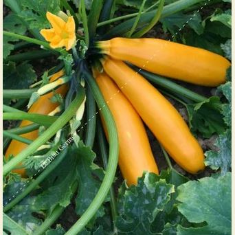 Semences de courgette gold rush 12-15 grn Bio