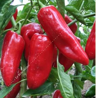 Semences de poivron doux d'Espagne 0,25 g Bio