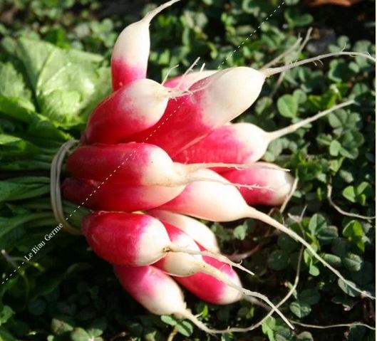 Semences de radis de 18 jours 6 g Bio 