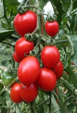 Semences de tomate cerisette brin de muguet 50 grn Bio